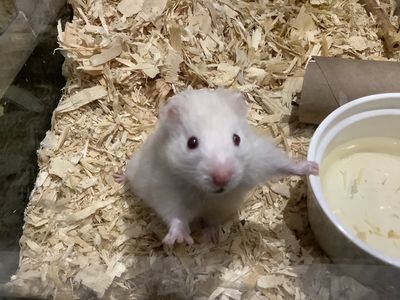 Hamster syrien #4