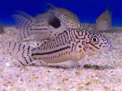 Corydoras Léopard &#39;&#39;Corydoras julii&#39;&#39;