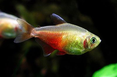Tétra de Rio Orange &#39;&#39;Hyphessobrycon sp. “Van Rio”