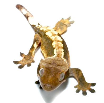 Lizards