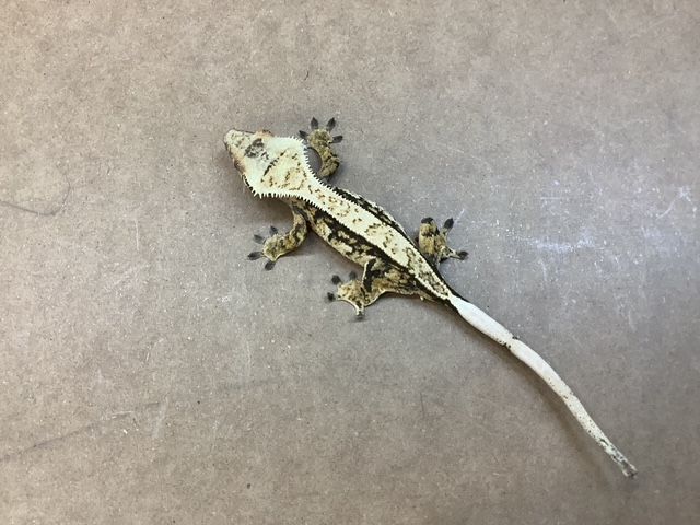 Fancy Crested gecko #1