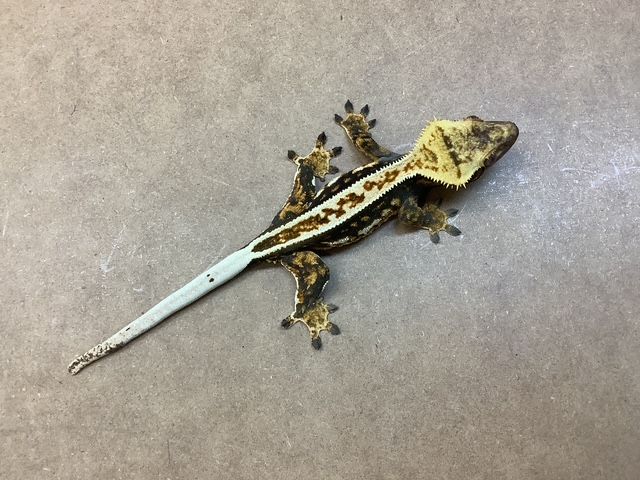 Fancy Crested gecko #3