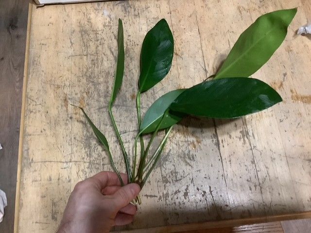 Anubias Congensis