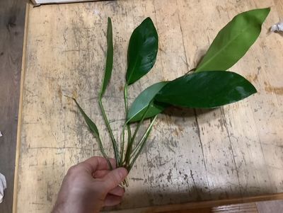 Anubias Congensis