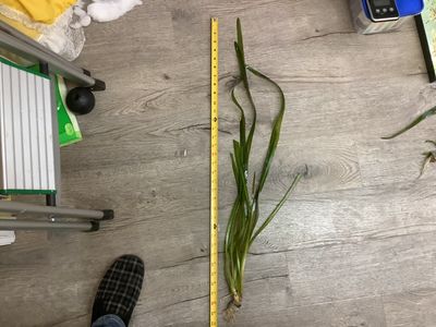 Vallisneria gigantea Large
