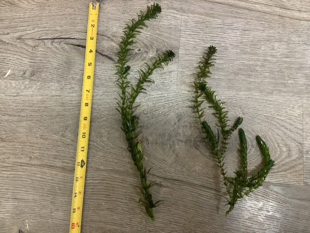 Elodea