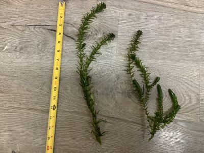 Elodea
