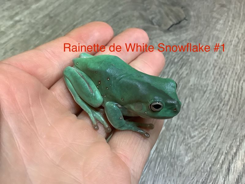 White tree frog &#39;&#39;Snowflake&#39;&#39;