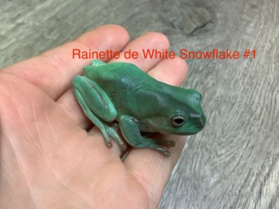 White tree frog &#39;&#39;Snowflake&#39;&#39;