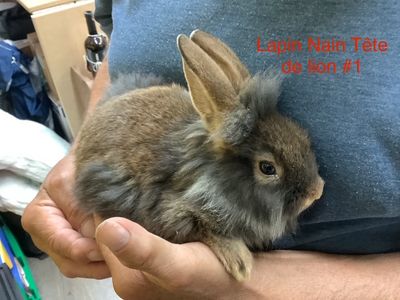 Lionhead Dwarf Rabbit