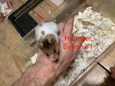 Syrian Hamster #1