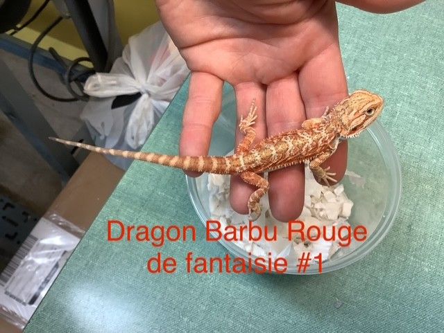 Fantasy Red Bearded Dragon #1