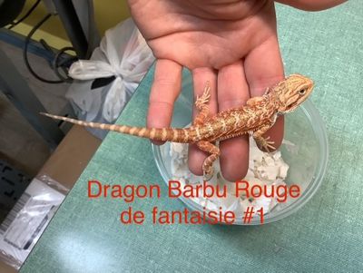 Fantasy Red Bearded Dragon #1