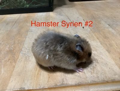 Syrian Hamster #1