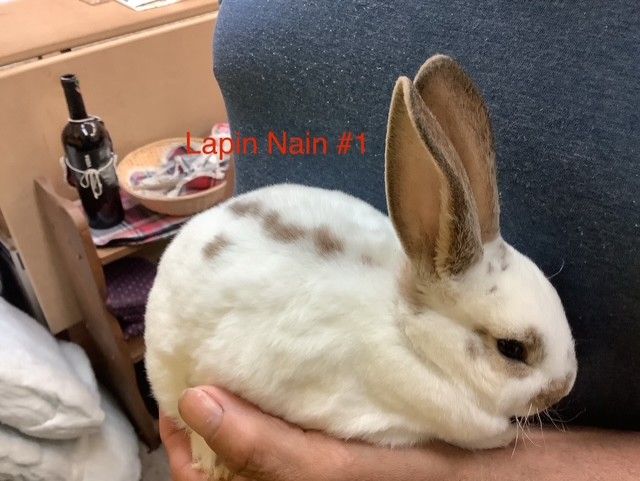 Dwarf Rabbit #1