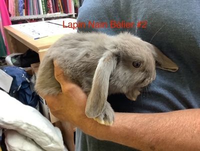 Dwarf Rabbit Aries #1
