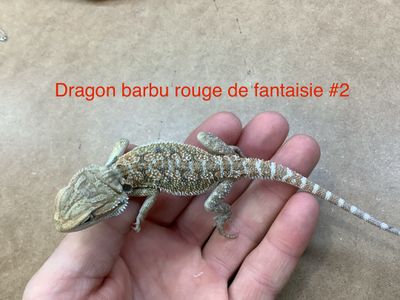 Fantasy Red Bearded Dragon #1