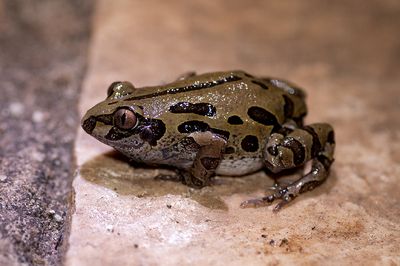 Frog Kassina Bubbling