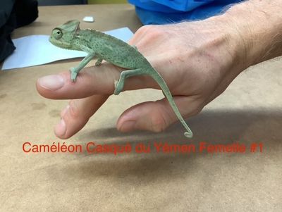 Veiled Chameleon Female #1
