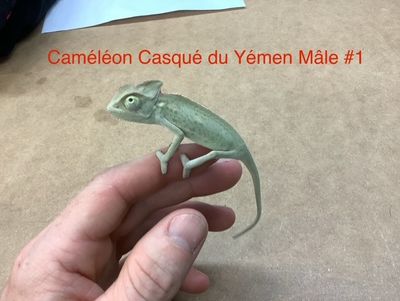 Veiled Chameleon Male #1