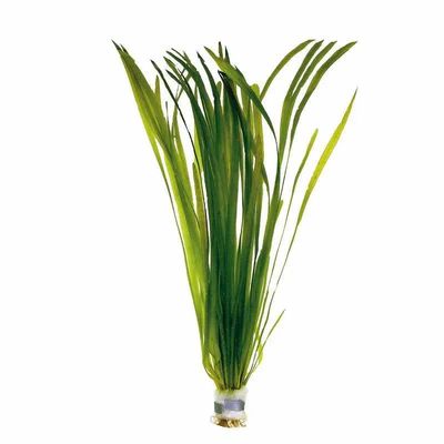 Vallisneria gigantea Taille Petit à Medium