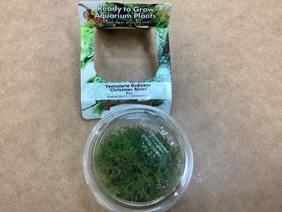 Christmass moss Vesicularia dubyana