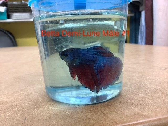​Male Halfmoon Betta