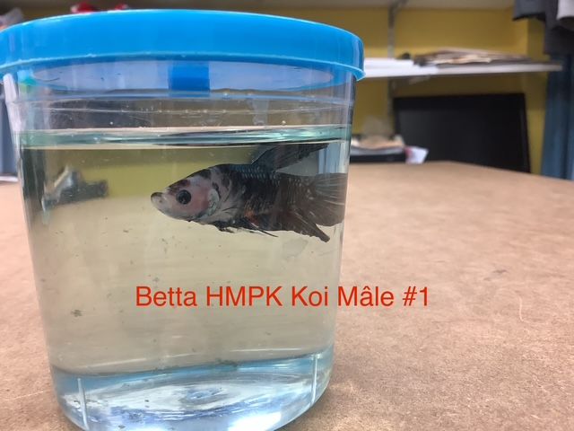 Male Betta HMPK Koi #1