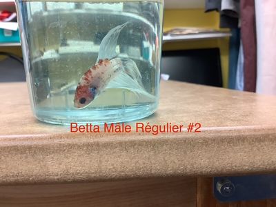 Regular Male Betta #2 Regular Male Betta #2