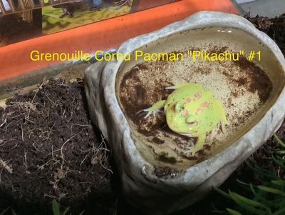 Horned Frog Pacman Pikachu