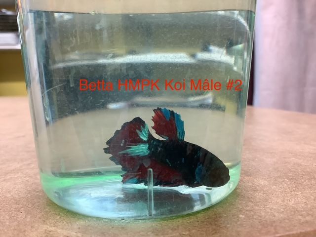 Male Betta HMPK Koi #2