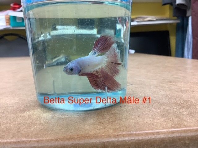 Betta Super Delta Male