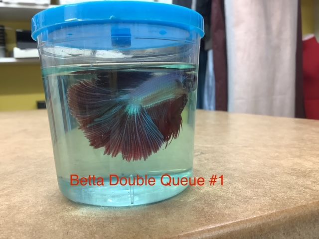 Male Double-Tailed Betta