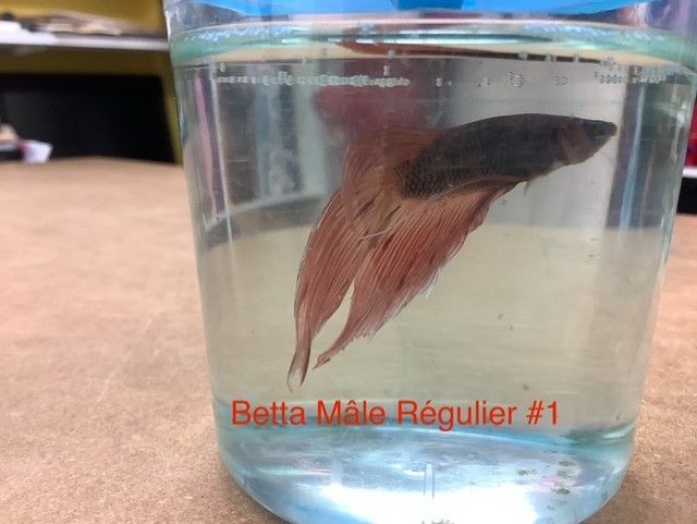 Regular Male Betta #1