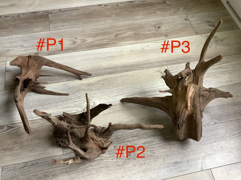 Eucalyptus Root Small