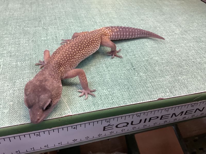 Leopard gecko, 3 years old Leopard gecko, 3 years old