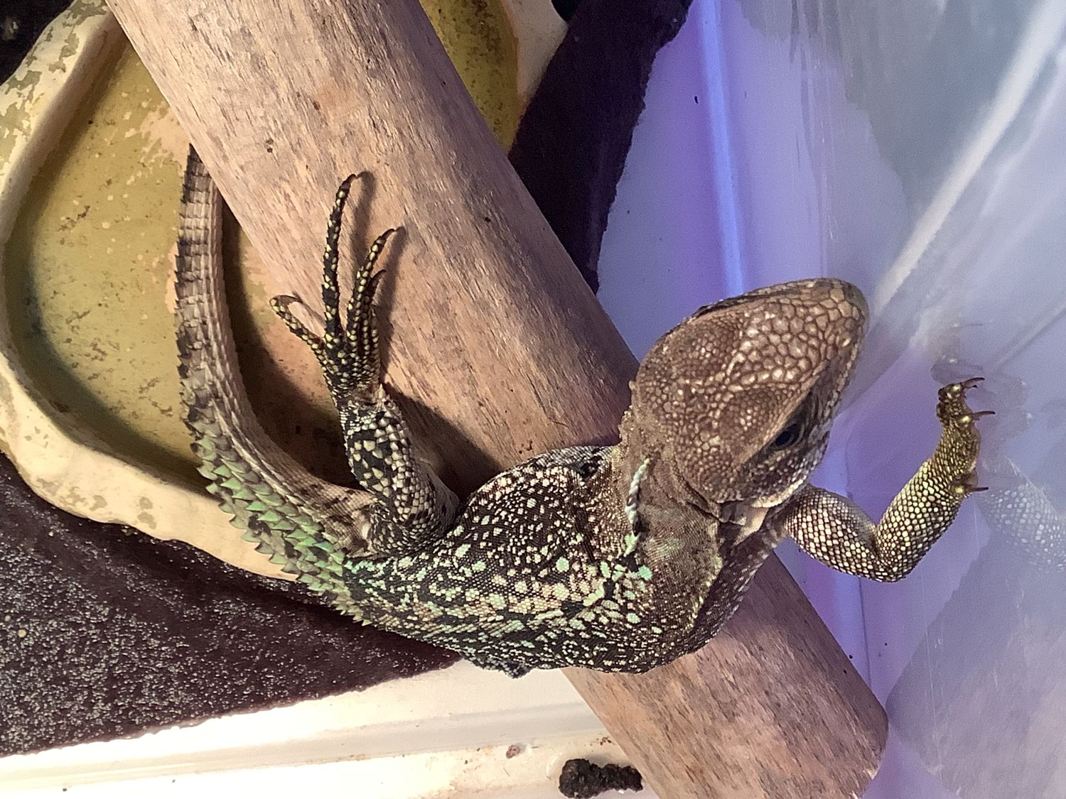 Spiny-tailed iguana