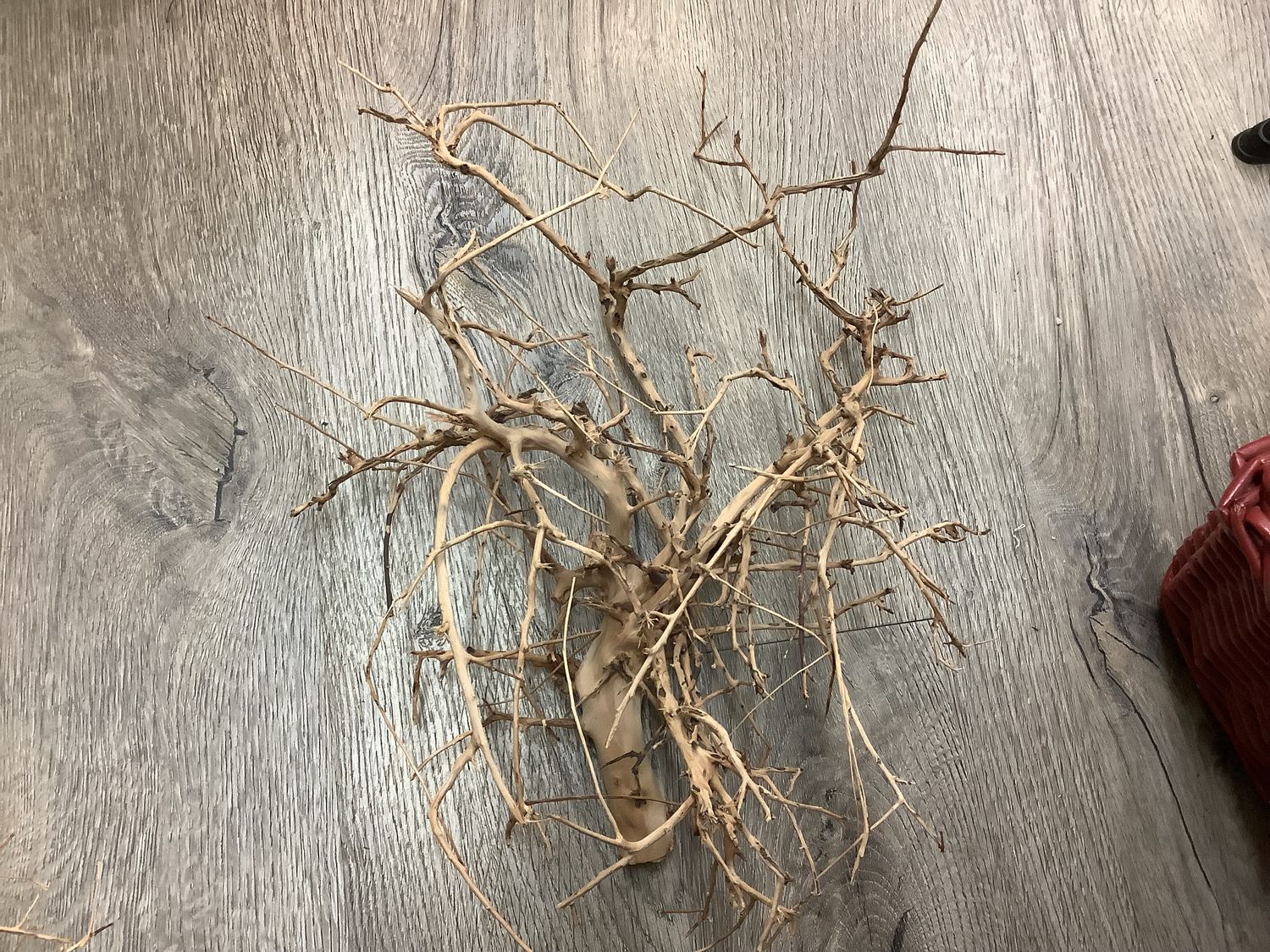 Bird Nest Wood