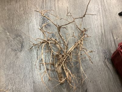 Bird Nest Wood
