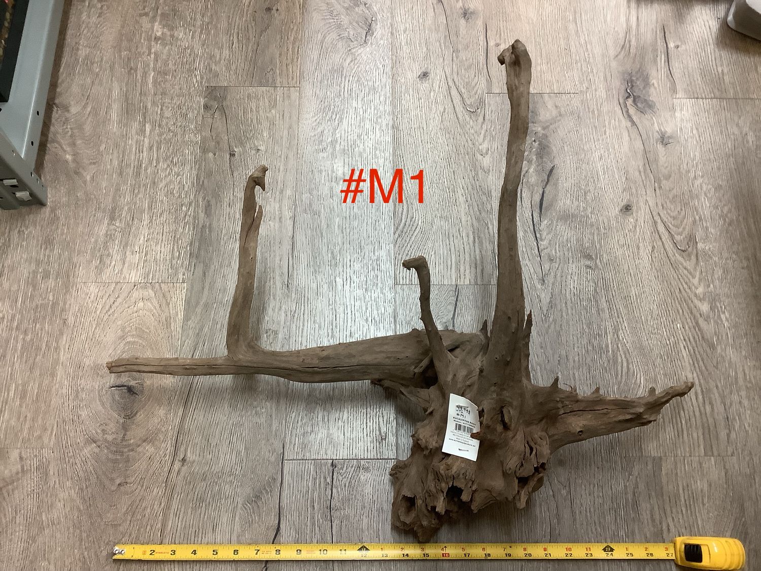 Eucalyptus Root Medium