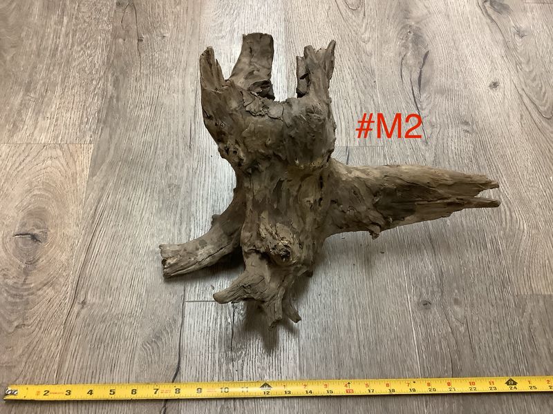 Wood Eucalyptus Root Medium