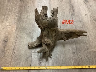 Wood Eucalyptus Root Medium