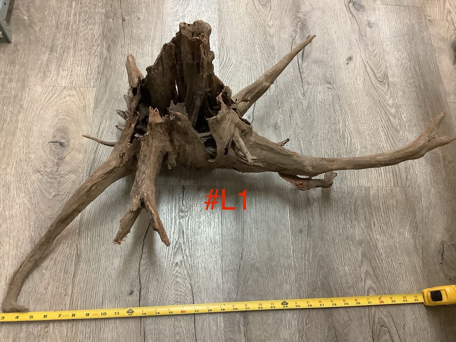 Eucalyptus Root Large