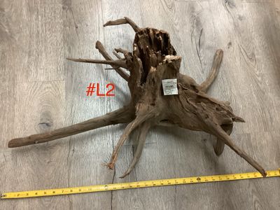 Wood Eucalyptus Root Large
