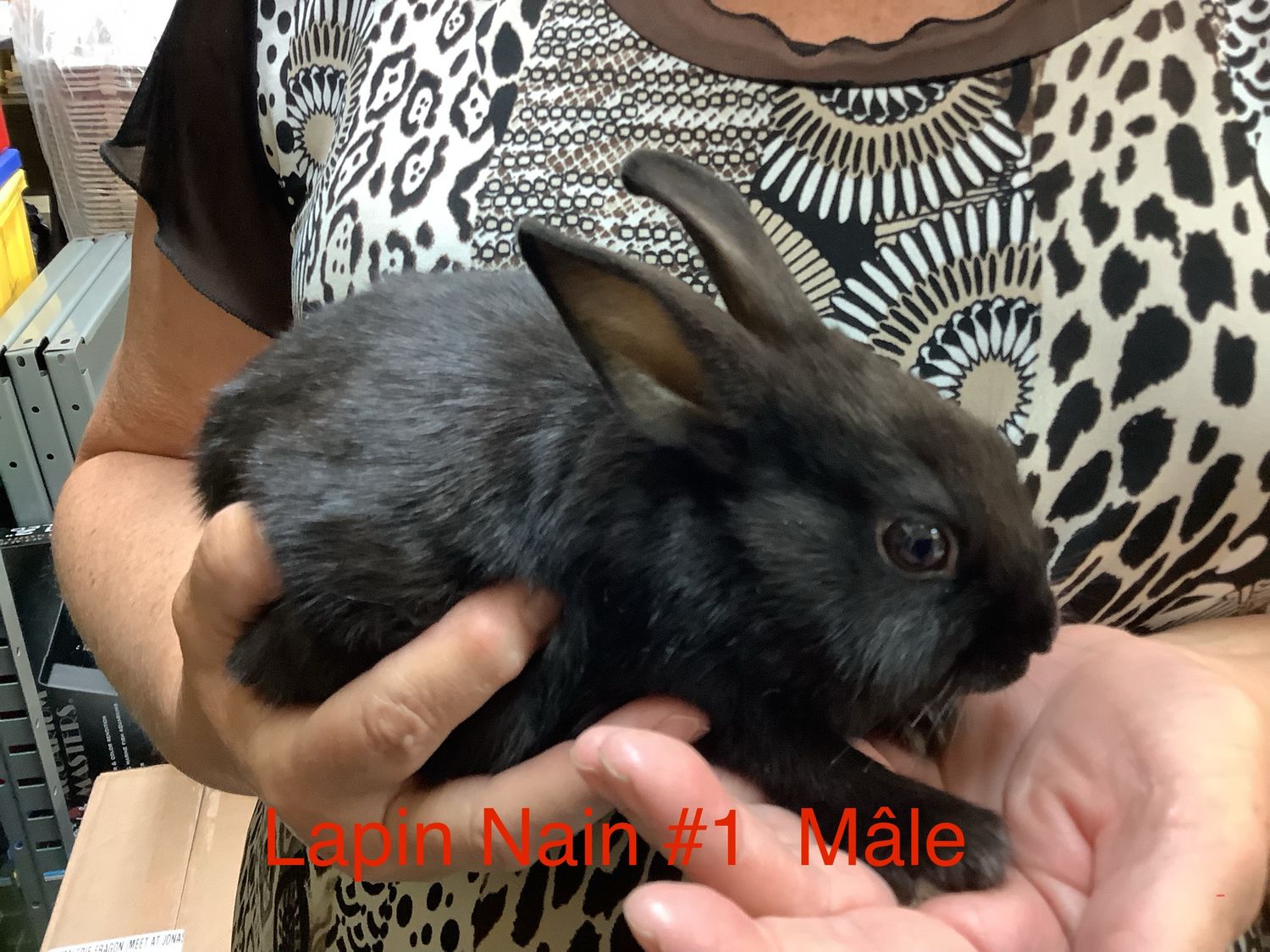 Dwarf rabbit #1