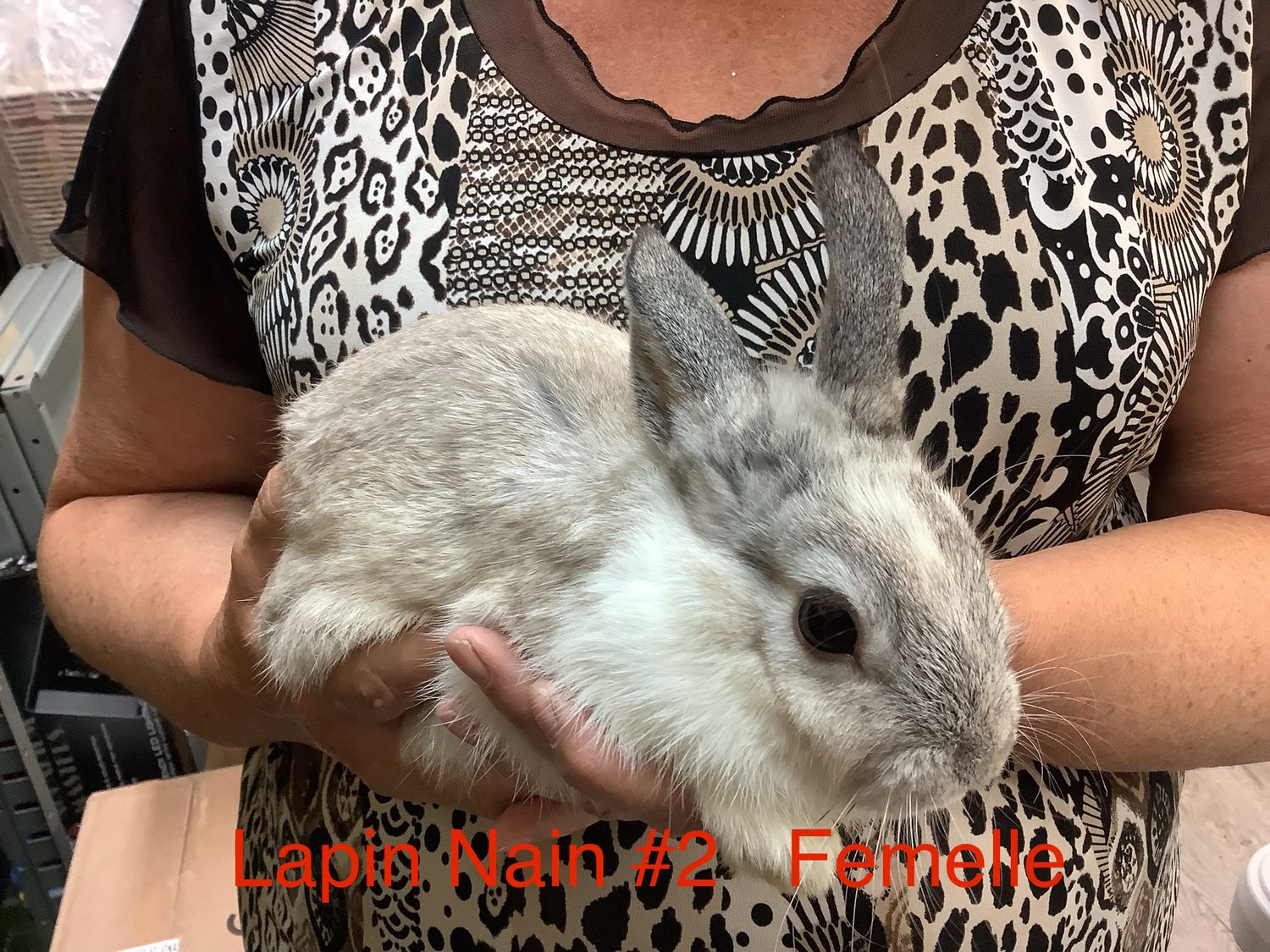 Dwarf rabbit #2
