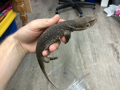 Savannah monitor lizards