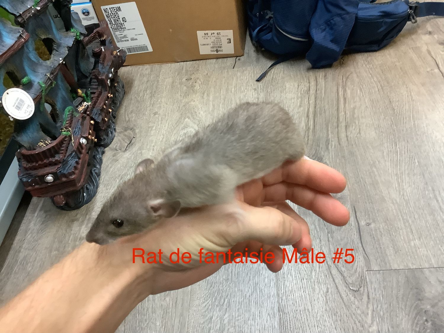 Male Fantasy Rat #5