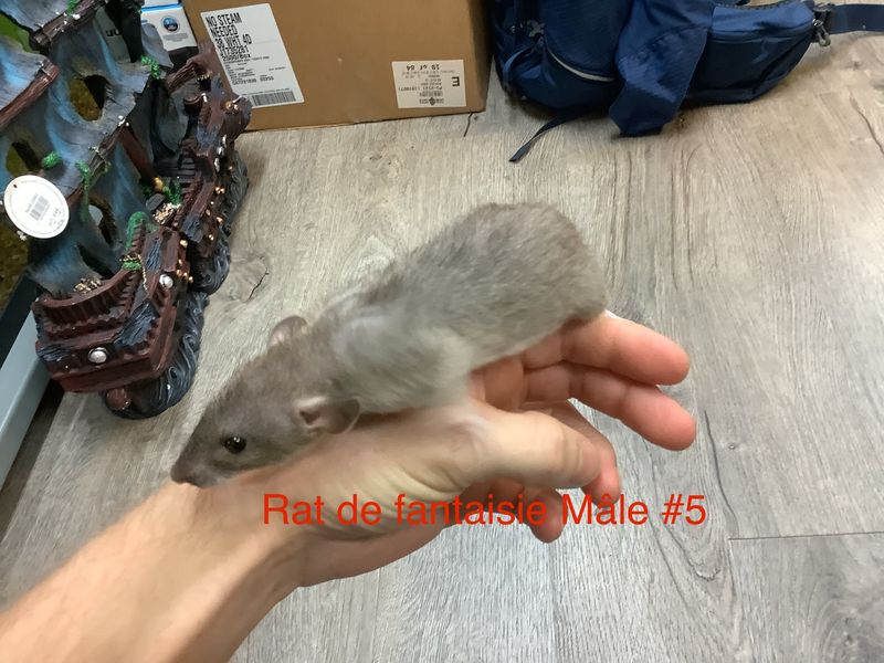 Male Fantasy Rat #5