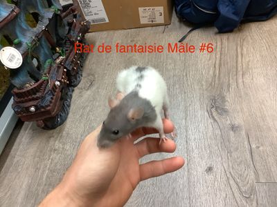 Male Fantasy Rat #6